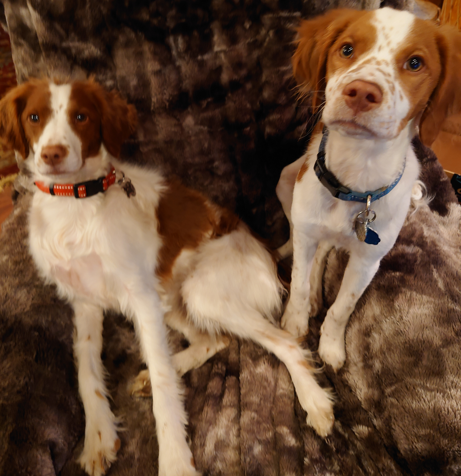 Smoo and Boo say HI THERE!